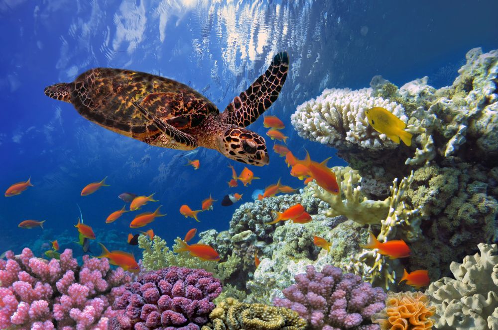 Tartaruga marina che nuota sulla barriera corallina del Mar Rosso