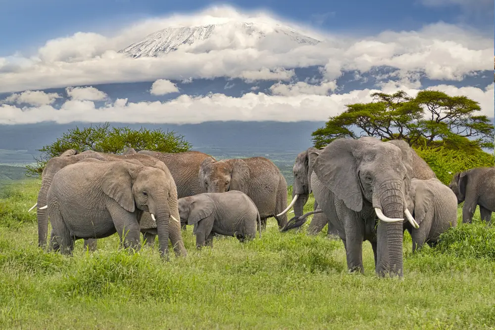 Branco di elefanti nella savana con il Kilimangiaro sullo sfondo, Tanzania