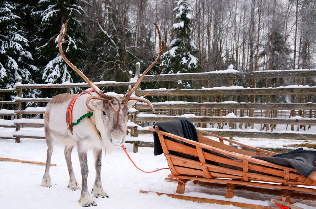ponte 8 dicembre viaggio a rovaniemi per visitare il villaggio di Babbo Natale a bordo di una slitta trainata da renne
