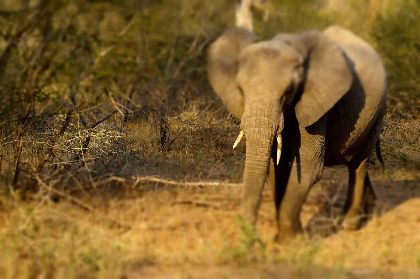 elefante-1366x909-219824
