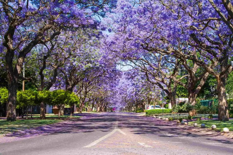 sudafrica-johannesburg-visita-privata-full-day-pretoria-autistaguida-lingua-italiana-800x533-183076