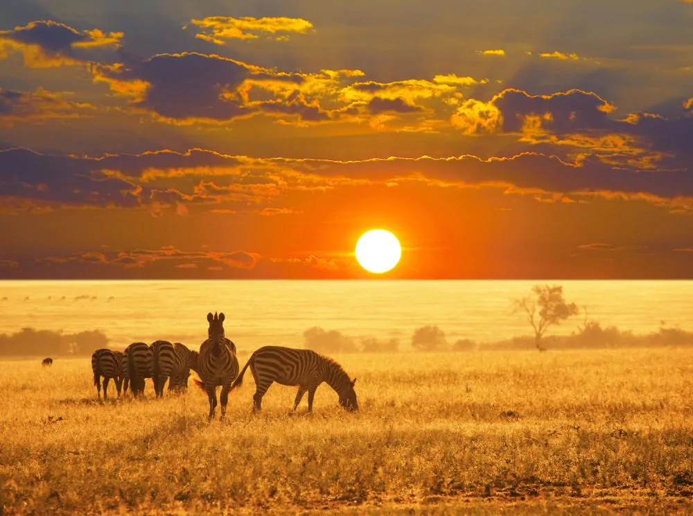 safari