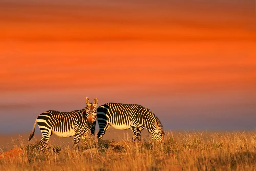 viaggio sudafrica