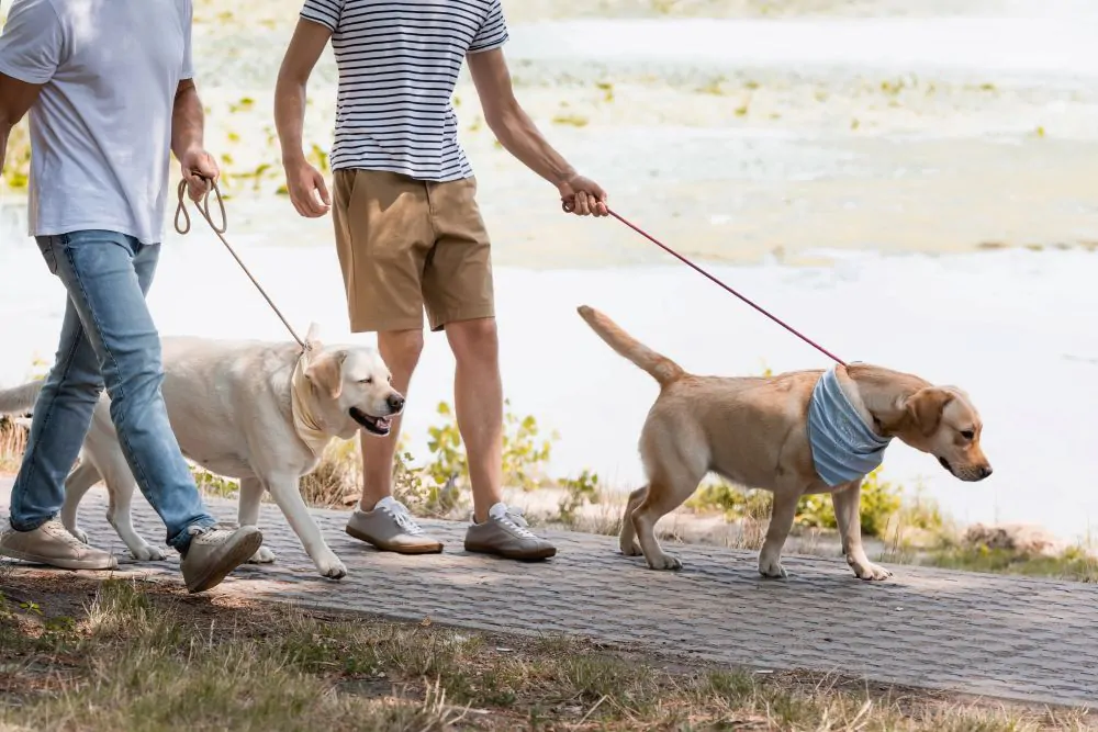 weekend brescia con cane
