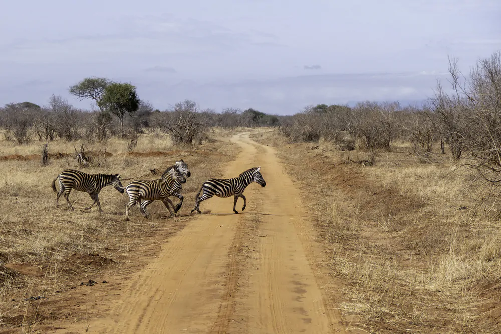 tanzania (3)